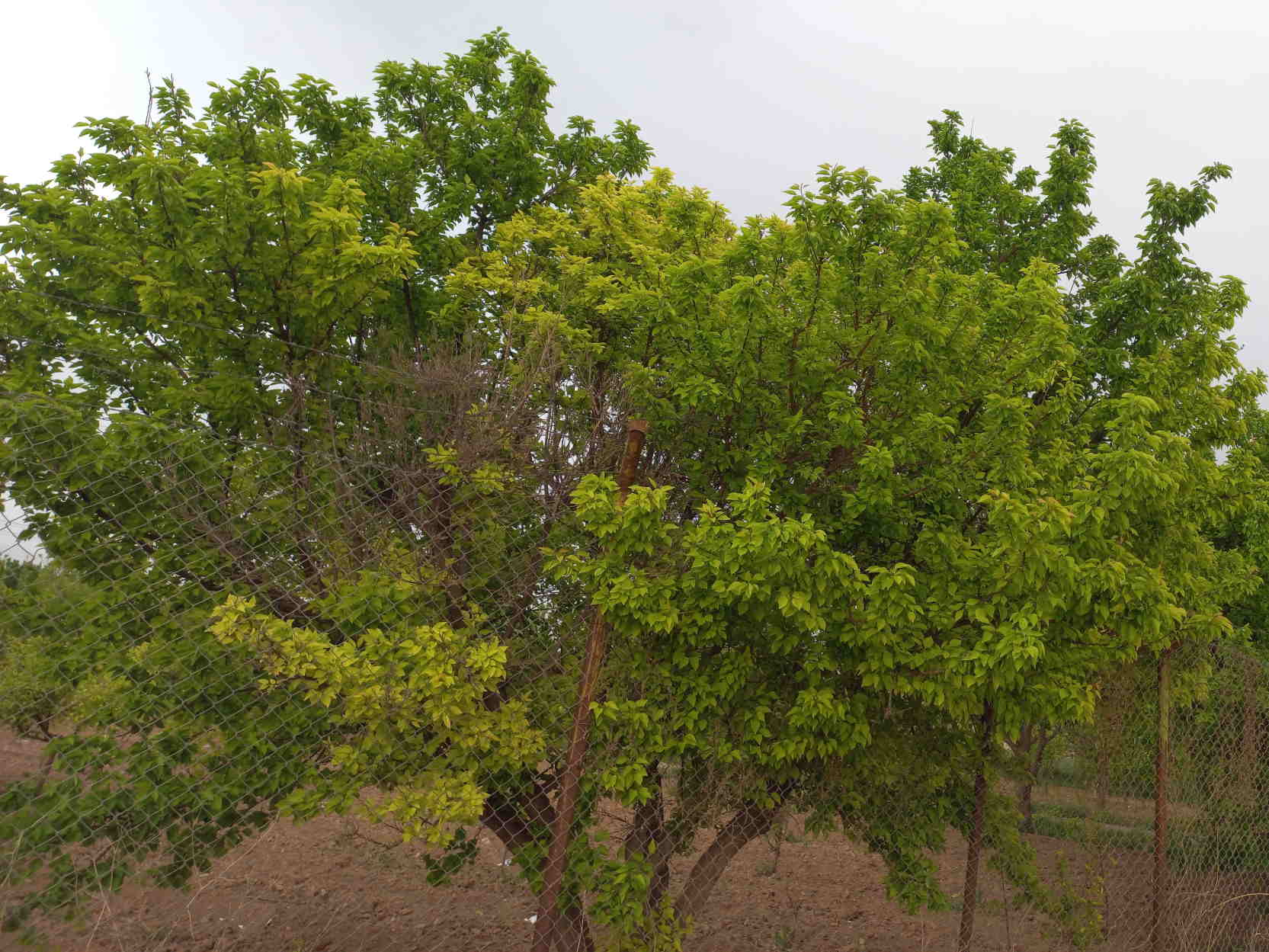 عکس درختان زیبا و خوشرنگ سن بین sanbin.ir
