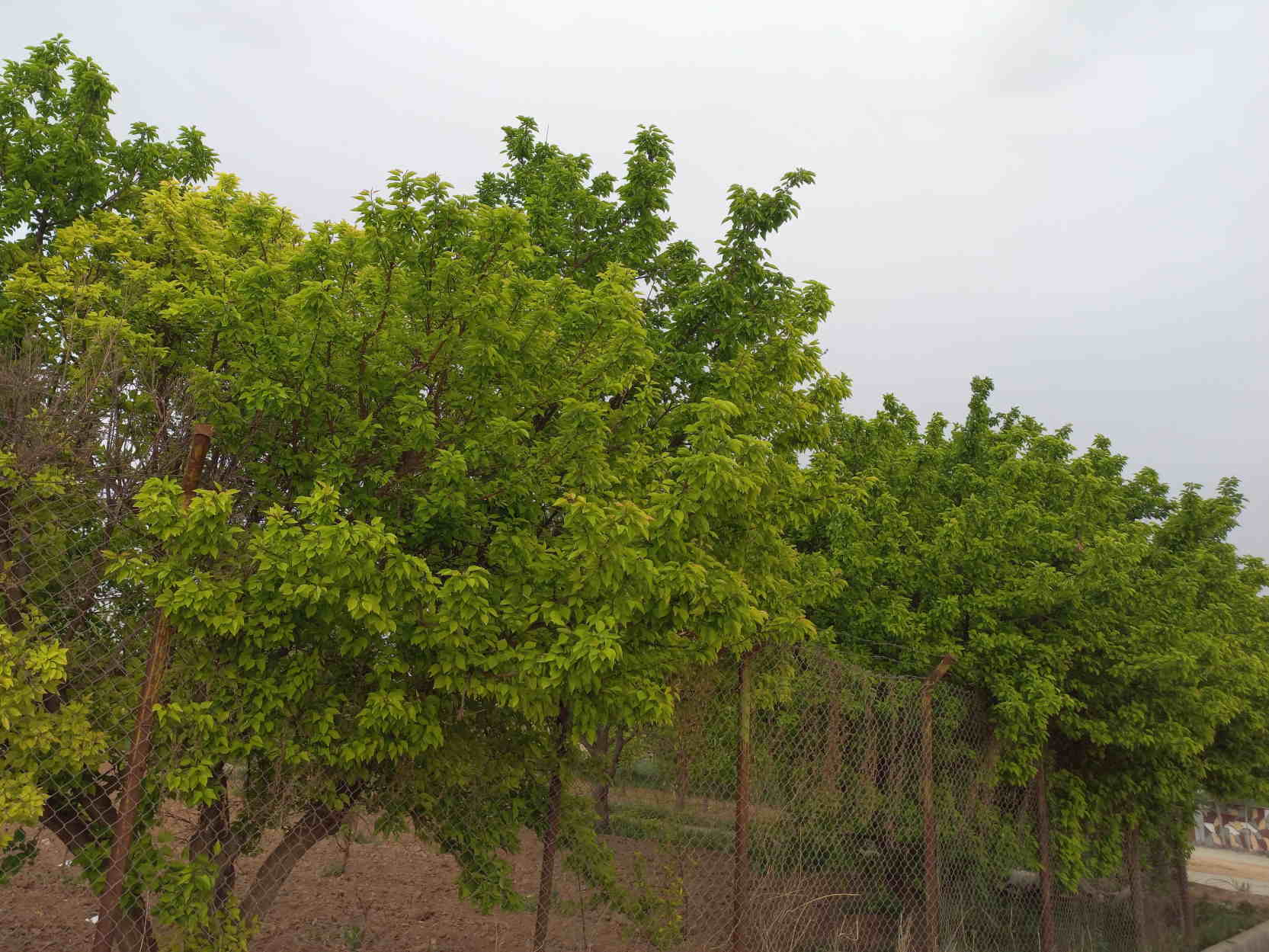 عکس درختان زیبا و خوشرنگ از نمایی اندکی دور سن بین sanbin.ir