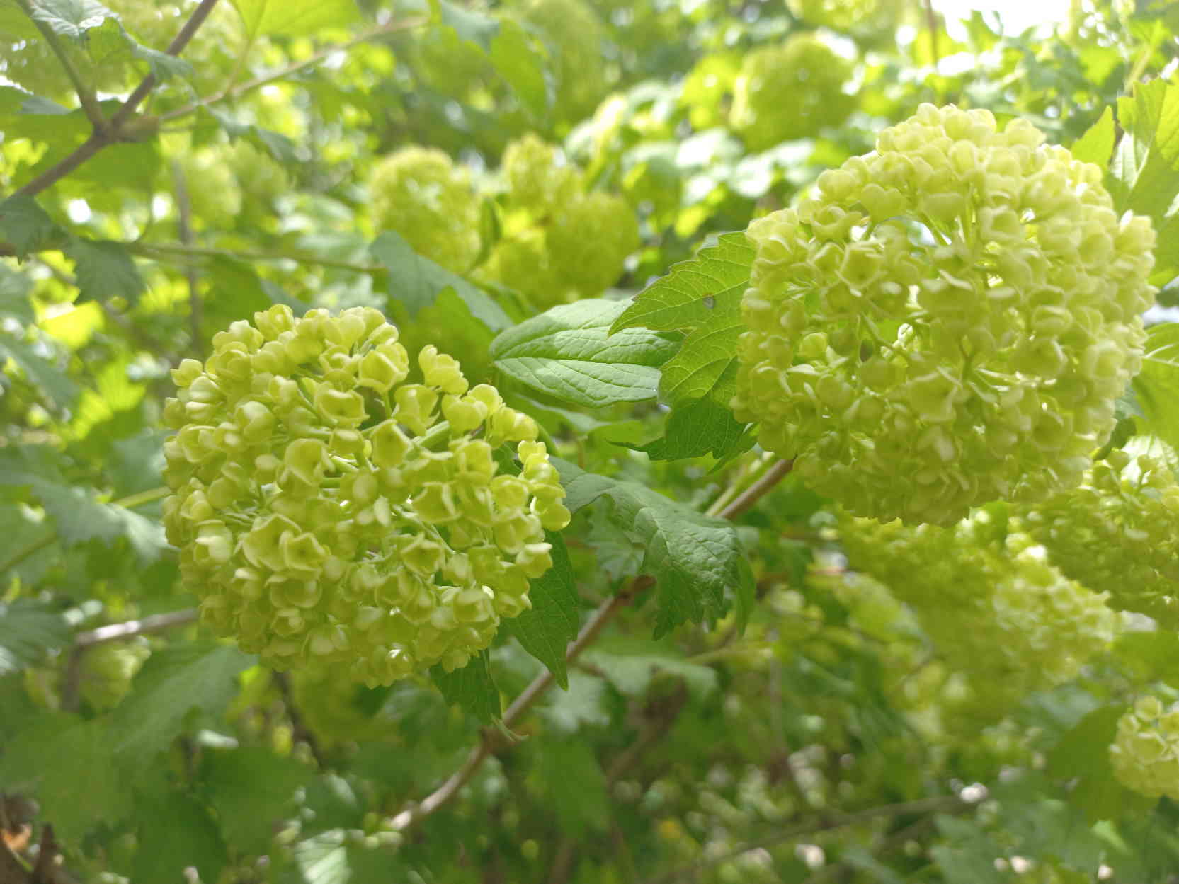 و باز هم عکس گل های درختی زیبا سن بین sanbin.ir