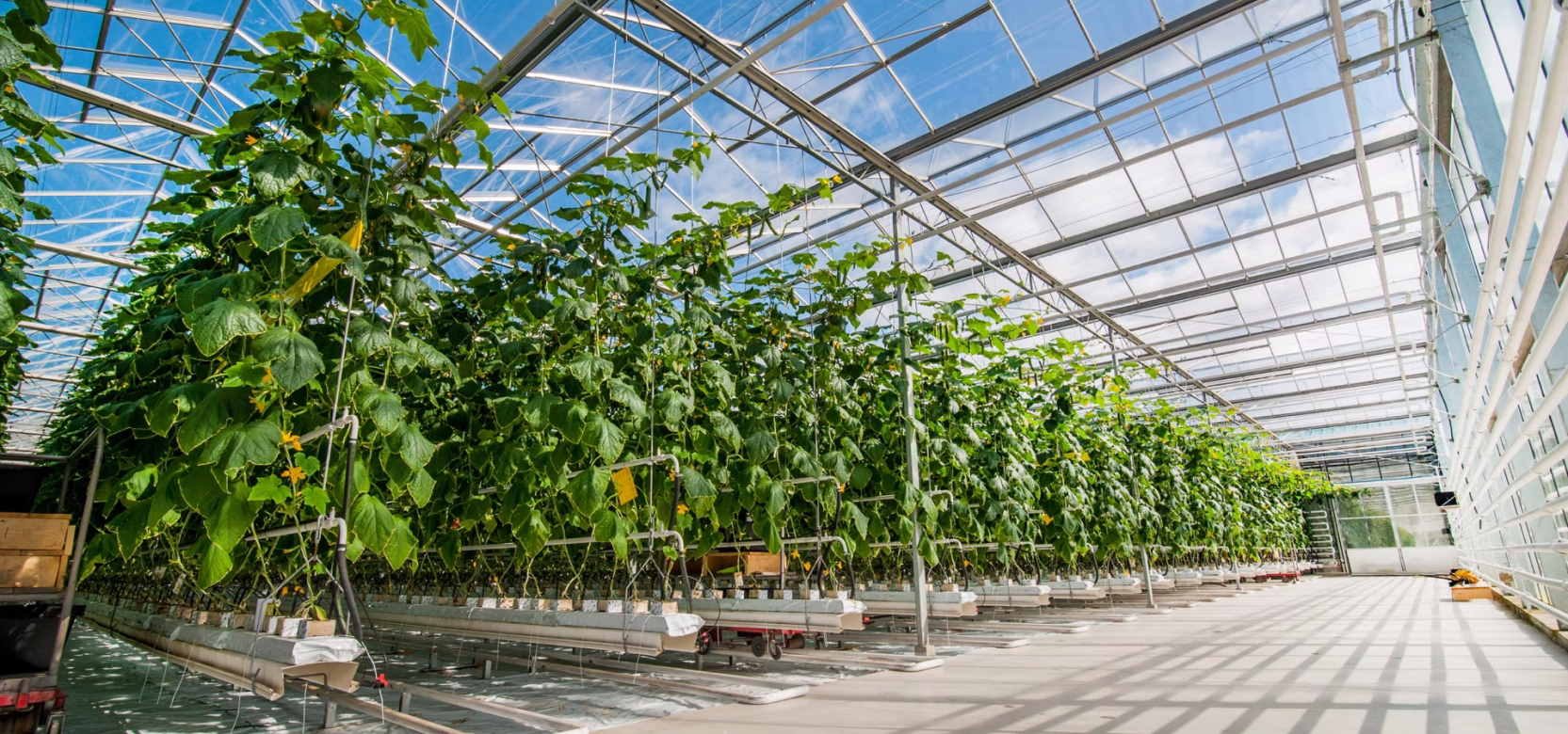 کشاورزی سیب سبز اجرای گلخانه های کوچک و بزرگ فروش سازه و تجهیزات گلخانه
